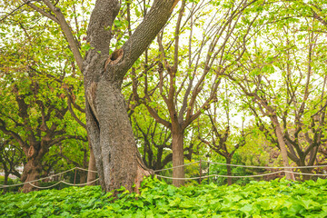 Árboles en los Jardines del Palacio de Pedralbes, Barcelona