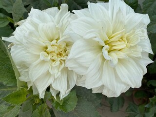 flowers,plant,white,pink,nature