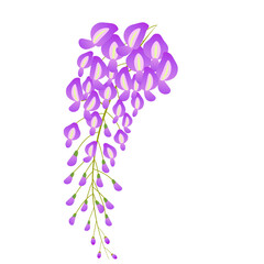 Fototapeta premium wisteria flower vector illustration