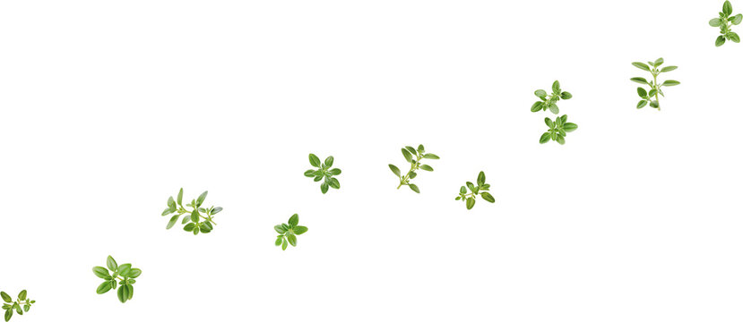 falling thyme leaves