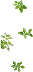 thyme leaves