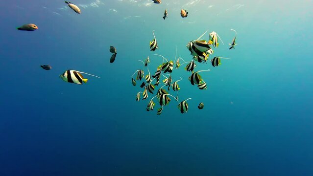 Shoal Of Schooling Bannerfish Swimming In The Red Sea. underwater, slow motion