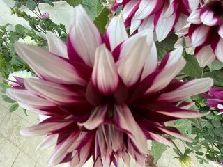 Fototapeta premium flowers,plant,white,pink,nature