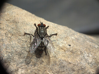 Mosca