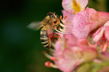 Schwirrende Biene (Westliche Honigbiene - Apis mellifera) an der roten Blüte einer Fleischroten Rosskastanie (Aesculus x carnea) in Deutschland