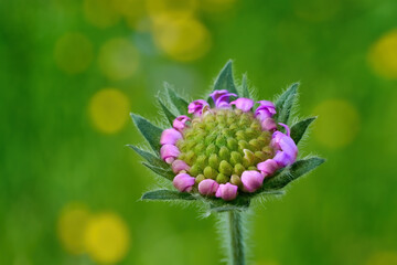 Acker-Witwenblume (Knautia arvensis), Blütenkopf Nahaufnahme, die einzelnen Knospen beginnen sich zu öffnen