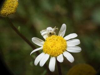 Fototapeta premium Ragno