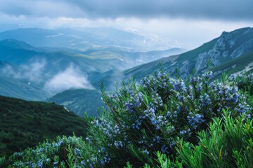 Obraz premium Rosemary bush growing in the wild mountains