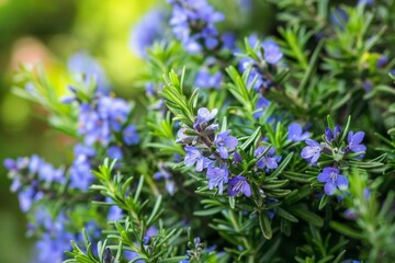 Rosemary bush in bloom close up view