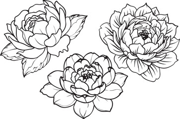 Set of peony flowers. Vector illustration
