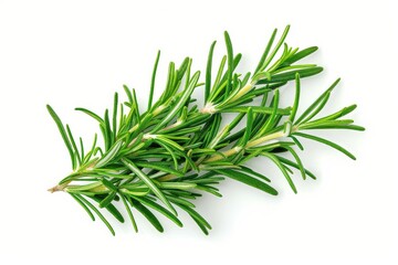 Fototapeta premium Rosemary isolated top view on white background Green herb on white