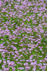 一面に咲いた蓮華の花