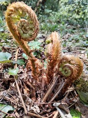 fern plant just blooms in spring