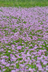 Naklejka premium 一面に咲いた蓮華の花