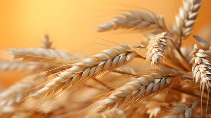 Close up of wheat ears on the field. Golden wheat. A detailed close-up of ripe wheat ears in a...