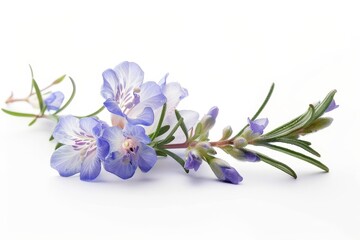 Fototapeta premium Rosemary sprig isolated on white background with flowers