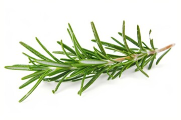 Fototapeta premium Rosemary sprig on white background