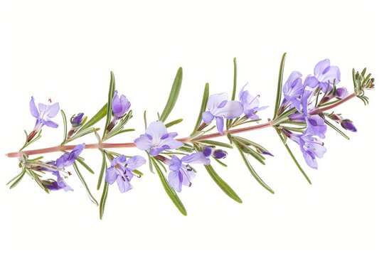 Rosemary sprig with flower isolated on white background