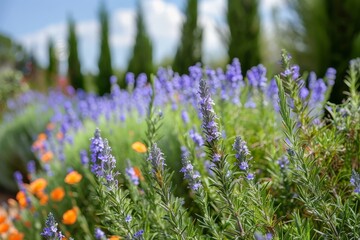 Obraz premium Rosemary tree in garden blooming