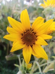 sunflower in the garden
