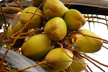Yellow coconuts at the top of a palm tree