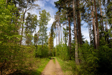Fototapeta premium Forest road in South Czechia.