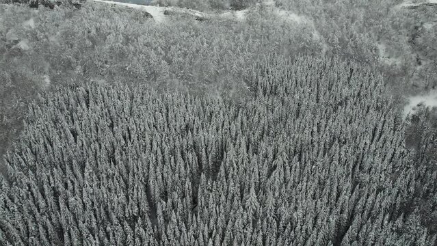 Gorbea park snowy trees aerial