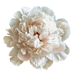 white carnation flower isolated on white background