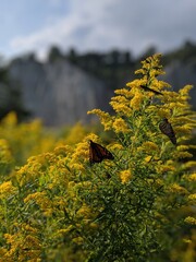 Monarch butterflies on Goldenrod at the Scarborough Bluffs in the summer