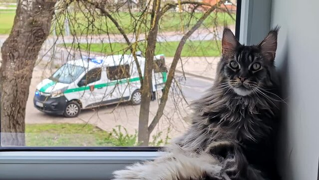 Maine coon cat at a window watching an ambulance responding to an emergency