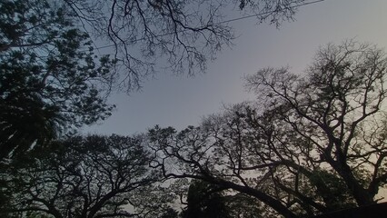 sunset in the forest