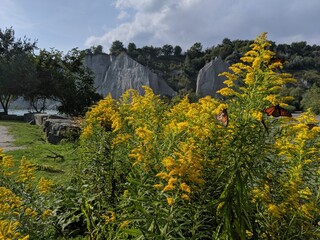 Monarch butterflies on Goldenrod at the Scarborough Bluffs in the summer