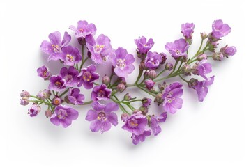 Small purple flowers on white background