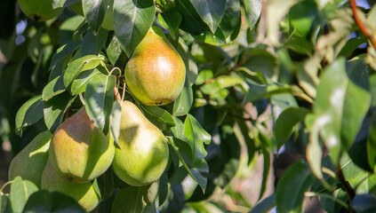 Branch of ripe organic cultivar of pears close-up in the summer garden