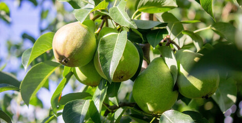 Branch of ripe organic cultivar of pears close-up in the summer garden