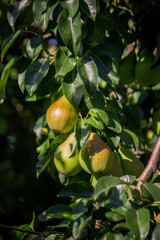 Branch of ripe organic cultivar of pears close-up in the summer garden