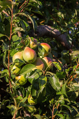 Branch of ripe organic cultivar of pears close-up in the summer garden