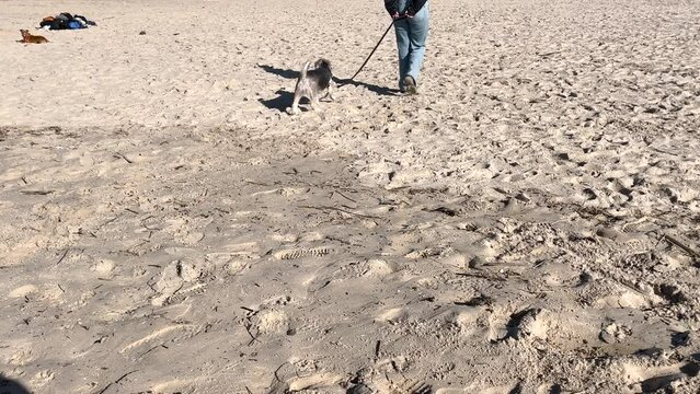 A person walks a dog on a leash, strolling along the ground as it transitions to the sandy beach, illustrating the concept of bonding and leisurely outdoor activities with pets.