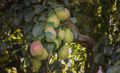 Branch of ripe organic cultivar of pears close-up in the summer garden