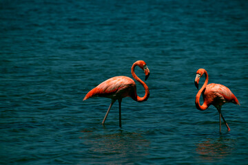 Two pink flamingos in teal lagoon water on sunny day with copy space for text