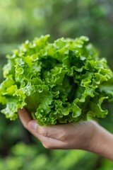 Hand holding crisp lettuce leaves with blurred background for text, fresh lettuce selection