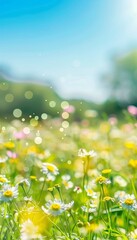 Fototapeta premium Blurry spring meadow with gradient sky and defocused bokeh in sunny weather for background