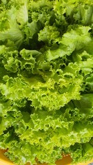 fresh lettuce leaves