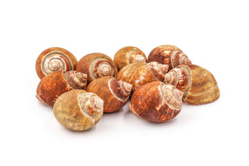 Roasted Sweet shellfish isolated on white background. Fresh seafood.
