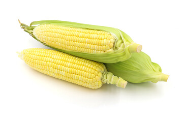 Fresh cockles  on a white background. Natural seafood.