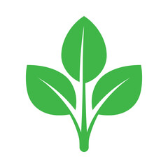 Three Green Leaves Plant