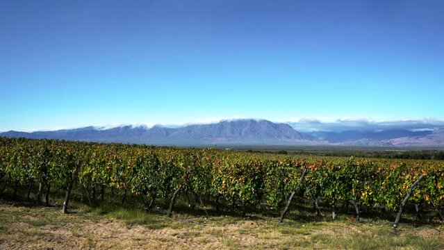 Time-lapse footage of vineyards in Cafayate, Salta, Argentina, on a beautiful sunny day with scattered clouds.