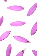 Pink African Daisy Flower with flying falling Petals on White Background