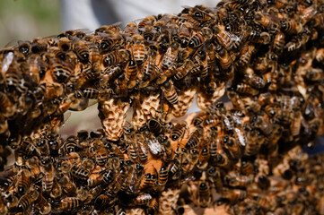 Grafted queen cells on a bar covered with nurse bees