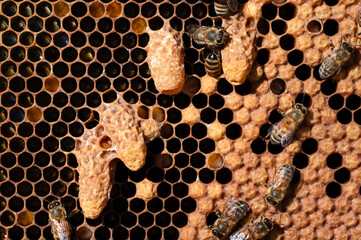 Four honey bee queen cells on a frame of brood